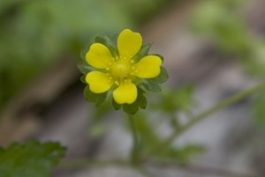 Duchesnea indica - Indian Strawberry