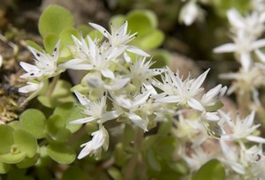 Sedum ternatum - Woodland Stonecrop