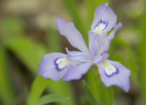 Iris cristata - Crested Dwarf Iris