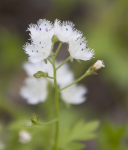 Tiarella cordifolia - Eastern Foamflower