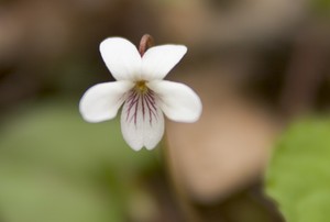 Viola blanda - Sweet White Violet