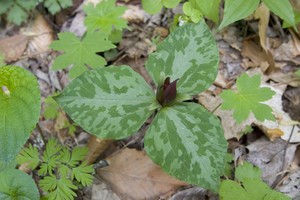 Trillium sessile - Toad Shade