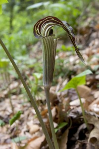 Arisaema triphyllum - Jack-in-the-Pulpit