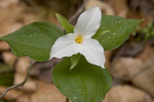 Trillium grandiflorum - Large-Flower Trillium