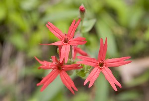 Silene virginica - Fire Pinks