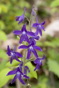 Delphinium tricorne - Spring or Dwarf Larkspur