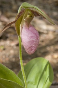 Cypripedium acaule - Pink Lady's Slipper