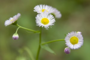 Erigeron annuus - Daisy Fleabane