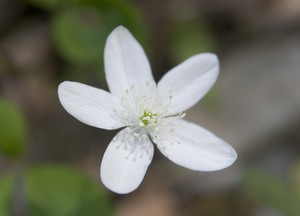 Anemone quinquefolia - Wood Anemone