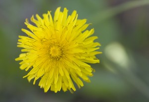 Taraxacum officinale - Common Dandelion