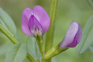 Vicia sativa - Garden Vetch