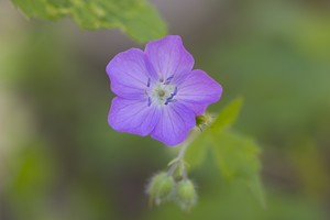 Geranium maculatum - Wild Geranium