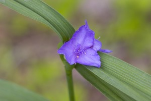 Tradescantia subaspera - Zigzag Spiderwort