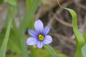 Sisyrinchium angustifolium - Blue-eyed Grass