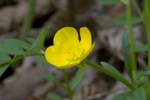 Ranunculus acris - Common Buttercup