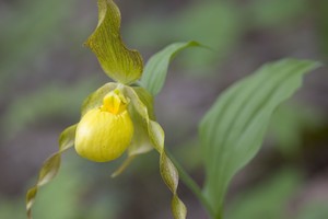 Cypripedium calceolus - Large Yellow Lady's Slipper