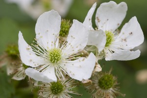 Rubus allegheniensis - Blackberry