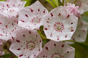 Kalmia latifolia - Mountain Laurel