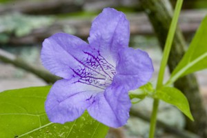 Ruellia strepens - Smooth Wild Petunia