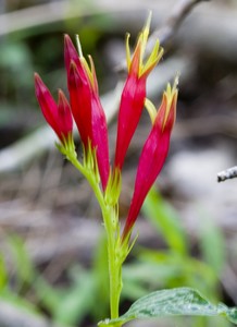 Spigelia marilandica - Indian Pink