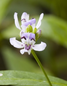 Justicia ovata - Loose-flowered Water Willow