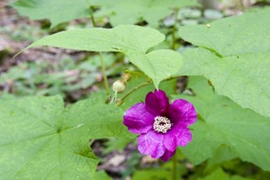 Rubus odoratus - Purple-flowering Raspberry