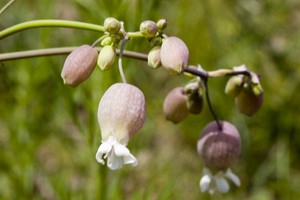 Silene vulgaris - Bladder Campion