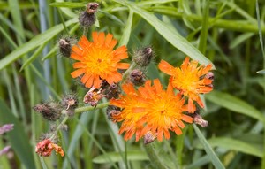 Hieracium aurantiacum - Orange Hawkweed