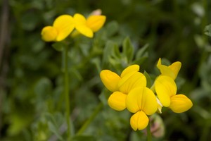 Lotus corniculata - Birdsfoot Trefoil