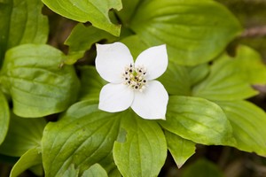 Cornus canadensis - Bunchberry