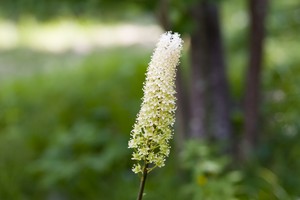 Zigadenus leimanthoides - Camas