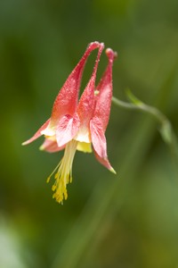 Aquilegia canadensis - Wild Columbine