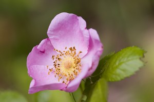 Rosa virginiana - Virginia Rose