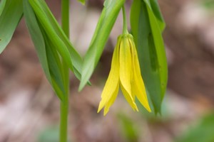 Uvularia grandiflora - Large-flowered Bellwort