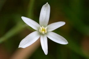 Ornithogalum nutans L. or Ornithogalum umbellatum L. - Star of Bethlehem