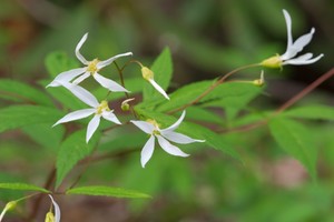 Porteranthus trifoliatus - Bowman's Root (Indian Physic)