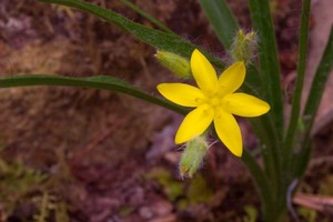 Hypoxis hirsuta - Yellow Star Grass