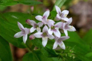Hedyotis purpurea - Large-flowered Bluets