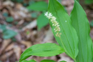 Smilacina racemosa - False Solomon's Seal