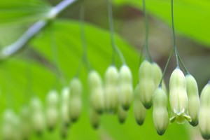 Polygonatum biflorum - Smooth Solomon's Seal