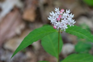 Asclepias quadrifolia - Fourleaf Milkweed