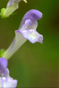 Scutellaria integrifolia - Hyssop Skullcap