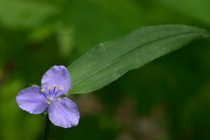 Tradescantia virginiana L. - Virginia Spiderwort