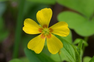 Oxalis priceae - Tufted Yellow Woodsorrel