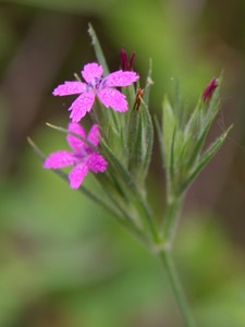 Dianthus armeria - Deptford pink