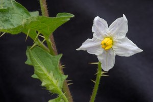 Solanum carolinense - Horse Nettle