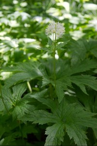 Trautvetteria caroliniensis - Carolina Bugbane (Tassel Rue)