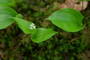 Maianthemum canadense - Canada Mayflower