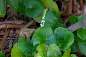 Galax urceolata - Brummitt
Beetleweed (Galax)