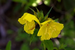 Oenothera fruticosa -  Narrowleaf Evening-Primrose (Sundrops)